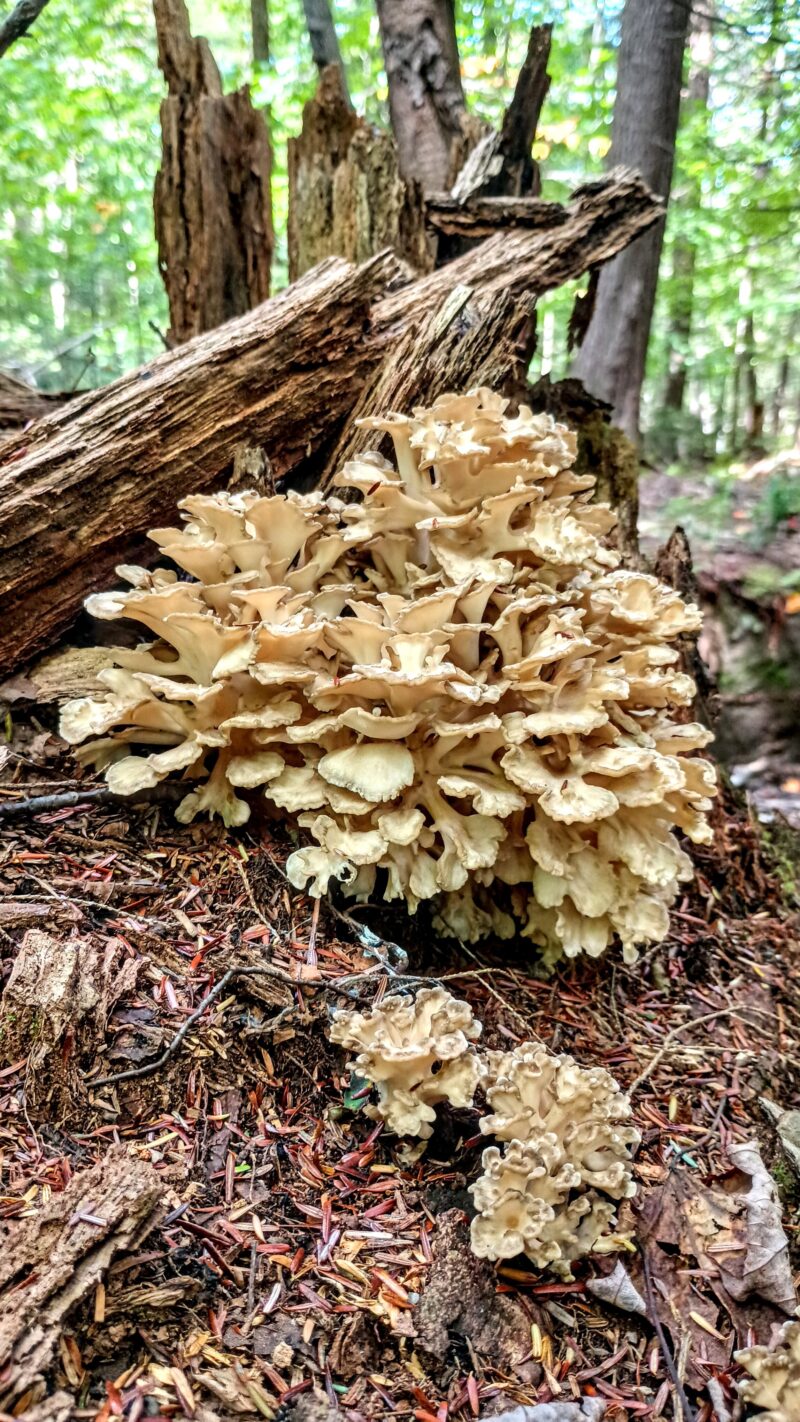 Formation professionnelle en Cuisine du marché (ASP) - École hôtelière de la Capitale